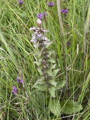 Ajuga ophrydis