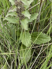 Ajuga ophrydis