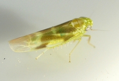 Hebata recta