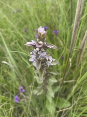 Ajuga ophrydis