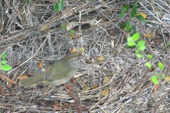 Arremonops rufivirgatus