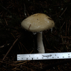 Stropharia ambigua
