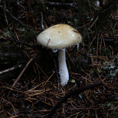 Stropharia ambigua