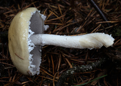 Stropharia ambigua