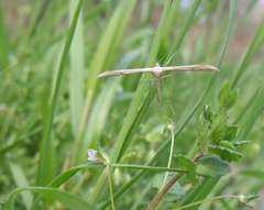 Emmelina monodactyla