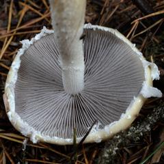 Stropharia ambigua