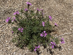 Glandularia wrightii