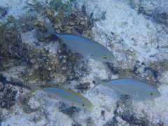 Caranx bartholomaei