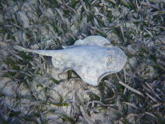 Urobatis jamaicensis