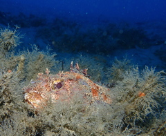Scorpaena guttata