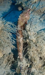 Oxylebius pictus
