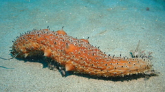 Apostichopus parvimensis