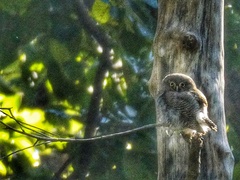 Glaucidium radiatum