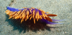 Flabellinopsis iodinea