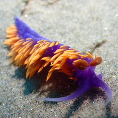 Flabellinopsis iodinea