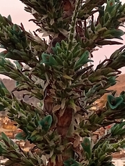 Puya alpestris