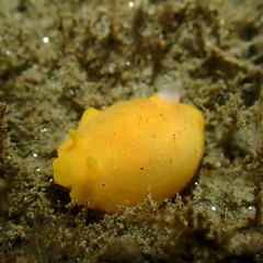 Baptodoris mimetica