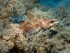 Oxylebius pictus