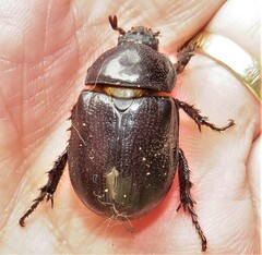 Cyphonistes vallatus