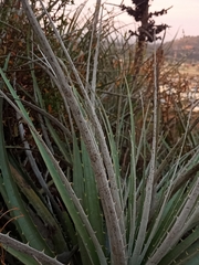 Puya alpestris