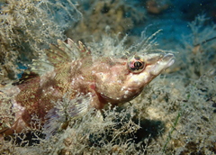 Oxylebius pictus