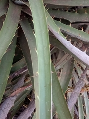Puya alpestris
