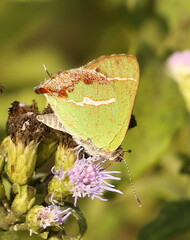 Chlorostrymon simaethis