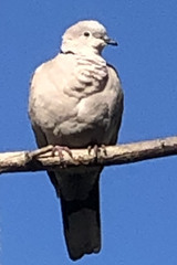 Streptopelia decaocto