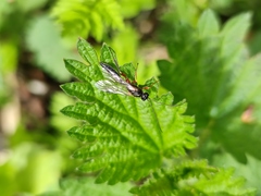 Hymenoptera
