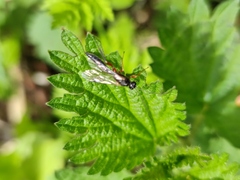 Hymenoptera