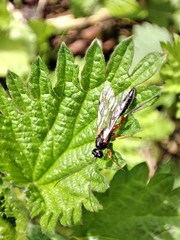 Hymenoptera