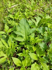 Cirsium oleraceum