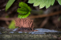 Stemonitis axifera