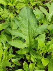 Cirsium oleraceum