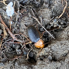 Amphasia interstitialis