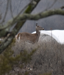 Odocoileus virginianus macrourus
