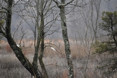 Odocoileus virginianus macrourus
