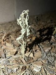 Solanum elaeagnifolium
