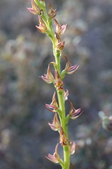 Prasophyllum maccannii