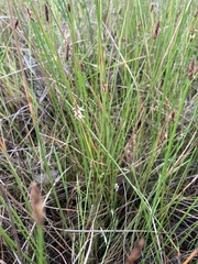 Eleocharis acuta