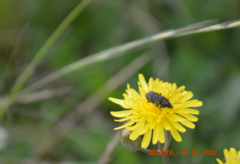 Astylus bourgeoisi