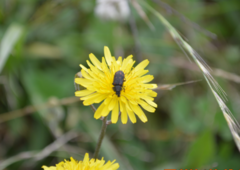 Astylus bourgeoisi