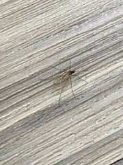 Culiseta inornata