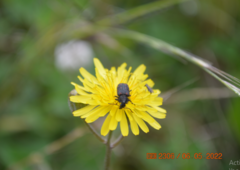 Astylus bourgeoisi