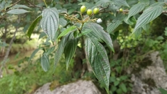 Cornus excelsa