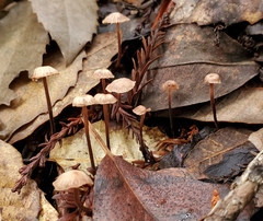 Collybiopsis quercophila