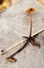 Collybiopsis quercophila