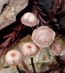 Collybiopsis quercophila