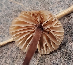 Collybiopsis quercophila