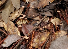 Collybiopsis quercophila